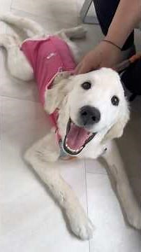 病院Vlog🏥🐶✨