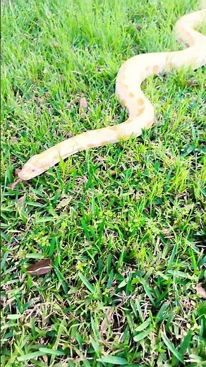 "Burmese Pythons: The Giant Snakes You Need to Know About! 🐍🔥"