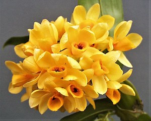 Dendrobium sulcatum