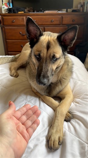 Apollo: proof that treats create gentlemen. #dogreels #fyp #dog #animal #dogsoffacebook #ilovemydog #doglife #germanshepherd #doglover | Brandy Oneal's page