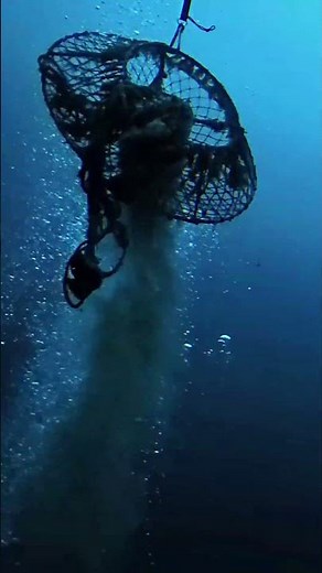 Lobster Hoop Nets Cleanup - Arrow Point #ghostdiving