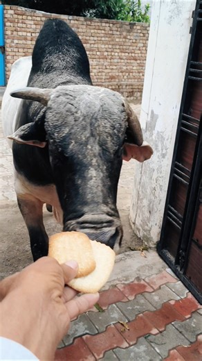 Can you dare to feed him? 🍪🐂 #shorts #StreetAnimals #bull