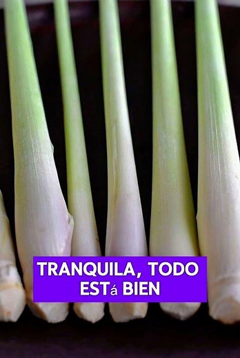 Zacate de limón (Lemongrass) | El pasto cítrico que calma el alma