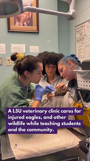 The #LSU Wildlife Veterinary Hospital is an extension of the university’s School of Veterinary Medicine and accepts injured wildlife seven days a week. Director Mark Mitchell said that the hospital expects to treat around 2,000 patients this year. https://lsureveille.com/267013/news/a-campus-clinic-cares-for-injured-eagles-other-wildlife-while-teaching-students-and-the-community | The Reveille