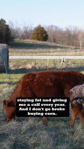 Carbon Cowboys on Instagram: "Don’t miss our newest video “Greg Judy in the field” out now on YouTube! Grass-fed beef can be as delicious and marbled as grain fed - with higher nutritional density! We hear it from folks every day - can grass fed beef be as delicious as grain fed? The answer is yes - but you’ve got to work with nature. That means selecting cattle that can thrive on an all-grass diet - which means smaller, healthier cows raised on diverse forage. Conventional agriculture has focus