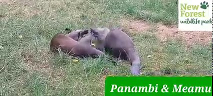 The New Forest Wildlife Park on Reels