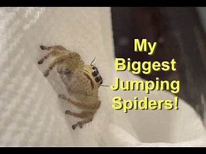 My Biggest Jumping Spiders So Far So Big! Unboxing A Pair of Hyllus Diardi.