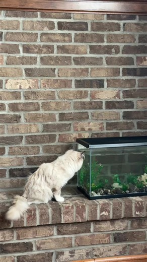 NY Finest Dolls on Instagram: "Buttercup Bebe watching the fishies 🐠 #Nyfinestdolls #cherubimragdoll #ragdoll #CatVideos #kittens"