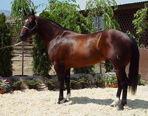 Hungarian Warmblood Horse Info, Origin, History, Pictures