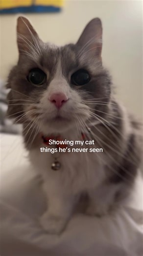 Essential Lip Syncs for a Cat's Education