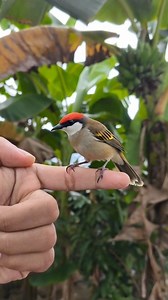 Meet the brave little red-headed sparrow 🐦✨ From the top of a banana tree all the way to a gentle human hand, this tiny bird shows just how curious and fearless nature can be. Sometimes trust takes flight—one flutter at a time 💚 #sparrow #birdvideo #trustnature #wildlifeclip #naturelovers | Grafting Examples
