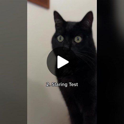 Does your cat do these things? Mine personally likes belly rubs 😹 #thingscatsdo #catfacts #factsaboutcats