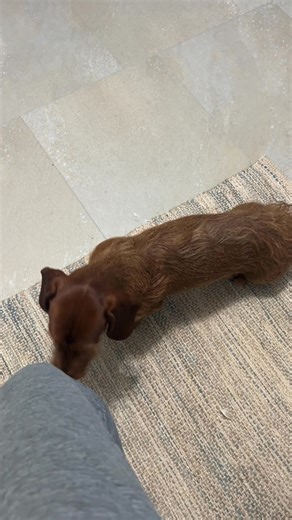 He’s having puppy tantrums. | Obie Dog's Journey