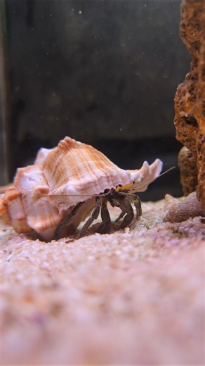 New Shell 🐚 for Hermit Crab! #hermitcrab #aquarium #shorts