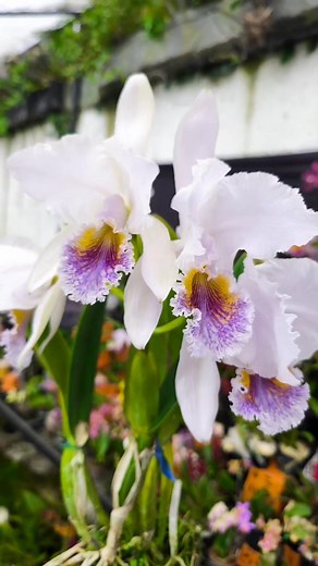 Cattleya mossiae Var coerulea "Adriana" | Reserva Campesina Las Orquídeas