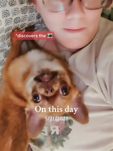 Merkin Caught Me Recording: Cute Chihuahua Moment