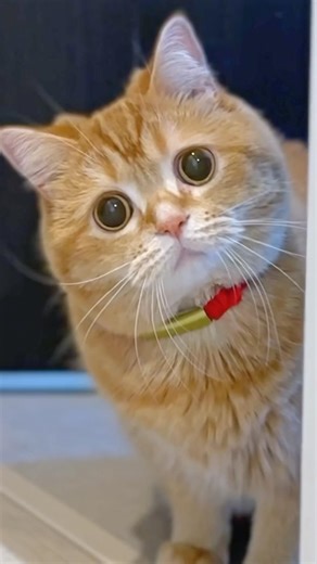 Hero Cat Fixed Baby Brother’s Juice Spill!🧃
