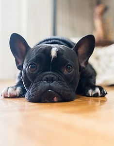 Emergency Vet in Branson, MO | Shepherd of the Hills Veterinary Clinic