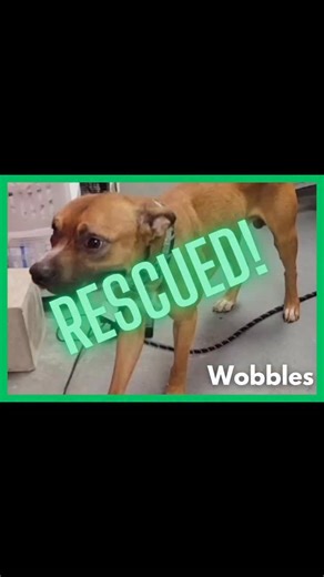 Big welcome to our newest foster, Wobbles aka Wobs 😀 Back at the end of July, baark dog rescue heard about a 4 year old dog named Wobbles who ended up at Indianapolis Animal Control when his owner since birth became homeless. Wobbles was injured severely by him mom within weeks of birth. He suffered a crushed jaw and several other injuries which as he grew developed into a fused jaw with almost no range of motion. He was surviving on soup mixtures. Due to his extensive medical needs, the shelte