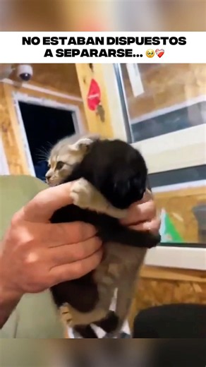 He went to adopt one cat but two brothers refused to be separated and ended up changing his life