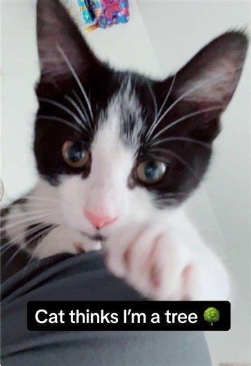 Excuse the laundry pile in the back it’s laundry day ok? 🥲 #fyp #catsoftiktok #kitten