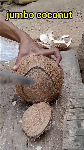 skill in removing coconut from the shell