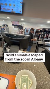 12K views · 43 reactions | When wild animals escape from the zoo in Albany #Comedy #Joke #Albany #Prank #FYP | Tony Dcomedy | Facebook
