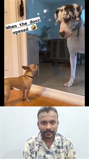Small dog barking at big dog... until the door opens 😂 When confidence disappears in 2 seconds 😆 Small dog acts tough... then cries lol 😂 Barking champion turned crying baby 🤣 The moment small dog met reality 😜 Hashtags #FunnyDogs #DogComedy #PetShorts #AnimalHumor #DogReaction #CutePets #LOLShorts #SmallDogVsBigDog #FunnyVideo #DogLovers | Animal & Pet Lovers