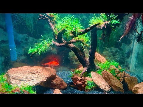 Aquarium New Setup 2026 | Gold Fish & Colour Fish Collection #aquarium #fishinglife #fishfood
