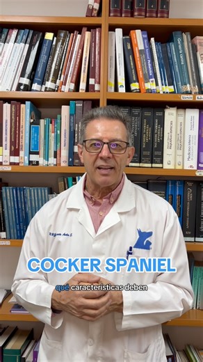 Los Cocker Spaniel son conocidos por su carácter alegre, mirada tierna y orejas encantadoras 🐶💕 Existen dos variedades: 🇺🇸 El Cocker Americano > de tamaño más pequeño y pelaje abundante. 🇬🇧 El Cocker Inglés > más atlético y de expresión más alargada. Ambos comparten una gran energía, inteligencia y amor por su familia 🐾✨ #veterinario #CockerSpaniel #CockerAmericano #CockerInglés #RazasDePerros | Clínica Veterinaria del Bosque