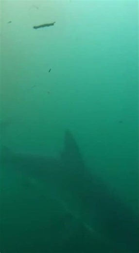 Shark Destroys Lifeguard Tower 🦈💥