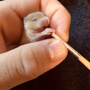 23K views · 425 reactions | Raising a super cute little mouse from day 1  --------- Join our group for more adorable animal content: https://bit.ly/2HA4RIc | Tiny Animal World | Facebook