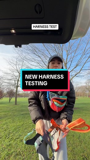 Choosing the Perfect Dog Harness: A Complete Guide