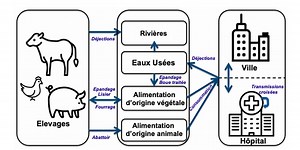 1.3 Variation génétique bactérienne et résistance aux antibiotiques