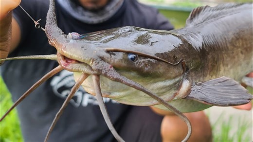 Strange mystery fish pulled from Florida waters