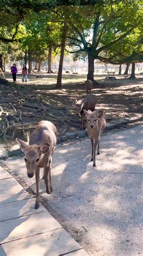 奈良の鹿さんに感心します🦌順番で移動中