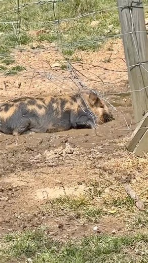 Happy as a pig in mud. #happy #ohhappyday #piglet #mud #muddy #farm #farmlife #petpig #kunekune #damfarm #reels #reelsvideoシ #reelsviralfb #reelsviralfb #reelstrending #trendsetter #trendingreels2024 | The Dam Farm