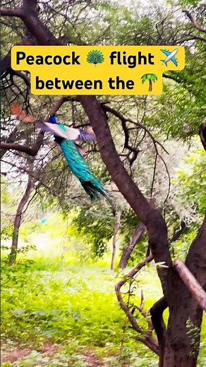 Peacock’s flights #peacockflying #wildlifeentertainment #peacock #birds #naturelovers #trending