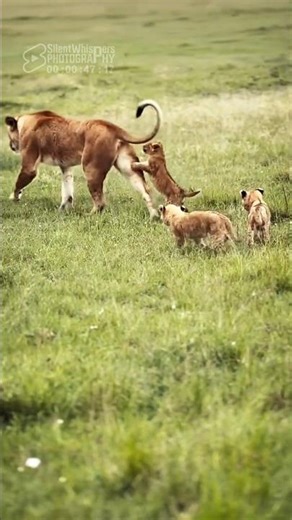 Adorable Whine! 🔊 Tiny Lion Cub Vs. Mother's Heavy Body! 😂🦁