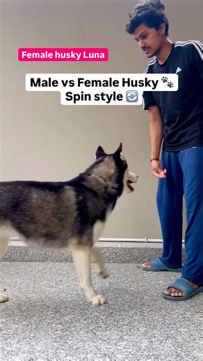 Male vs Female Husky — Spin Style Difference 🔄🐶🐺 #husky #dogs #pets #dogvideos