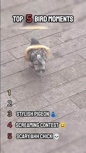 Top 5 Funniest Bird Moments Ever!