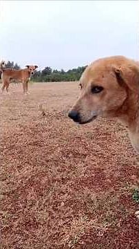 Village Dogs Daily Routine | Life of Desi Dogs in the Village