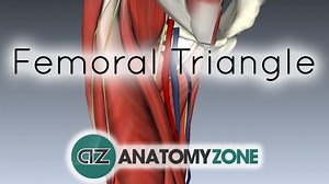 Femoral Triangle - 3D Models, Video Tutorials & Notes | AnatomyZone