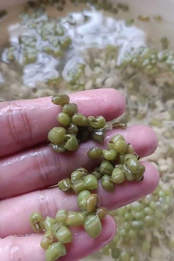 How to clean homemade bean sprout #shorts