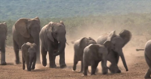 A Wilder View: Can animals sense oncoming natural disasters?