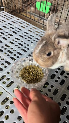 Why Is the Rabbit So Angry?