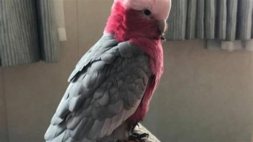 Family to be reunited with galah after ridiculous cruise ship journey