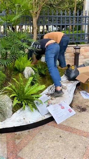 A corner of the courtyard with an osmanthus tree, creating a Zen landscape.