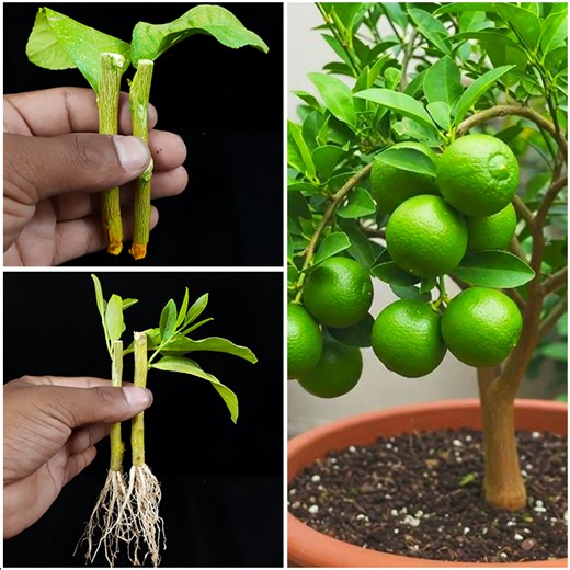 5.6K views · 119 reactions | How to grow lemon plant at home from cutting || Best & easy method for planting | DIY IndoorGarden | Facebook