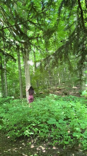 Out of thousands of trees this is the only one with low hanging branches and that rope broke the next day #woods #aerialyoga #offgrid #forest #countrylife